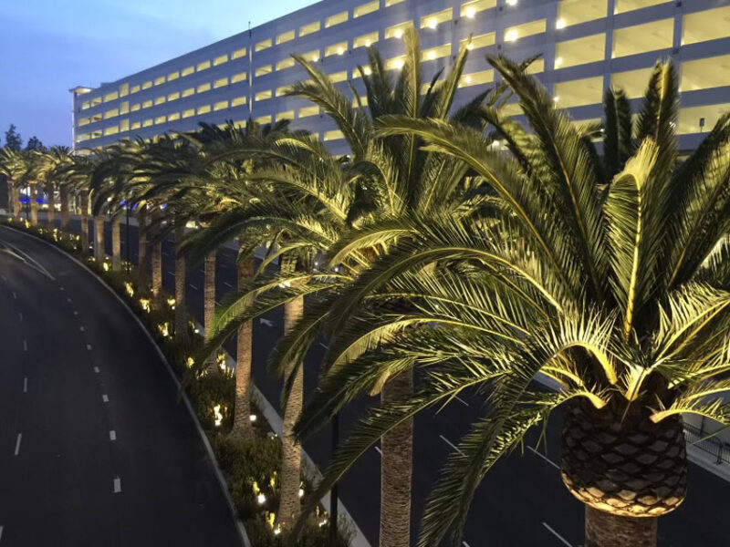 Illuminated palm trees lining a street outside of Universal Studios