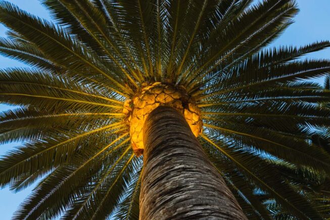 Vista Pro landscape lighting illuminates the entrance to Universal Studios